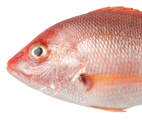 Pargo