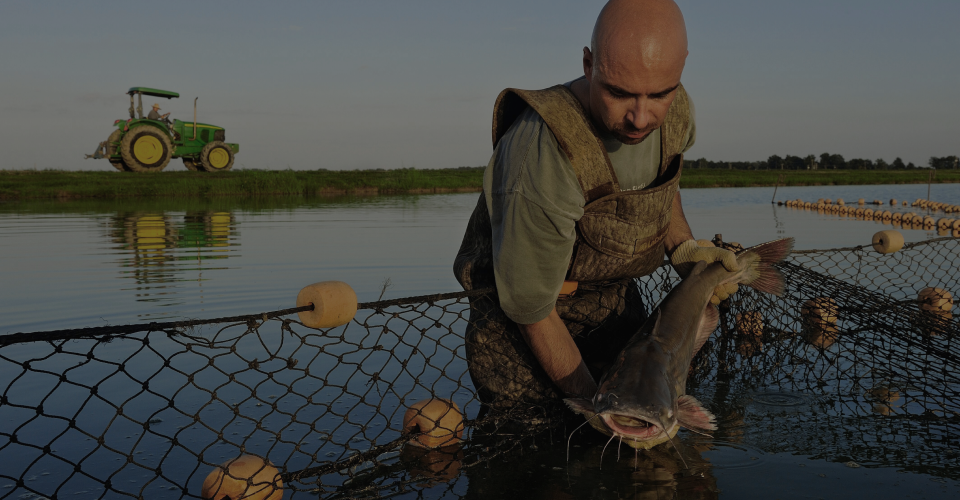 3. EN. Salmofood en vías de lanzar dieta sin harina ni aceite de pescado