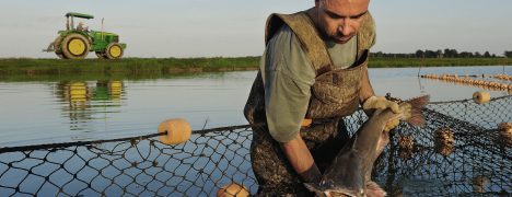 Salmofood en vías de lanzar dieta sin harina ni aceite de pescado