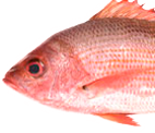 Pargo